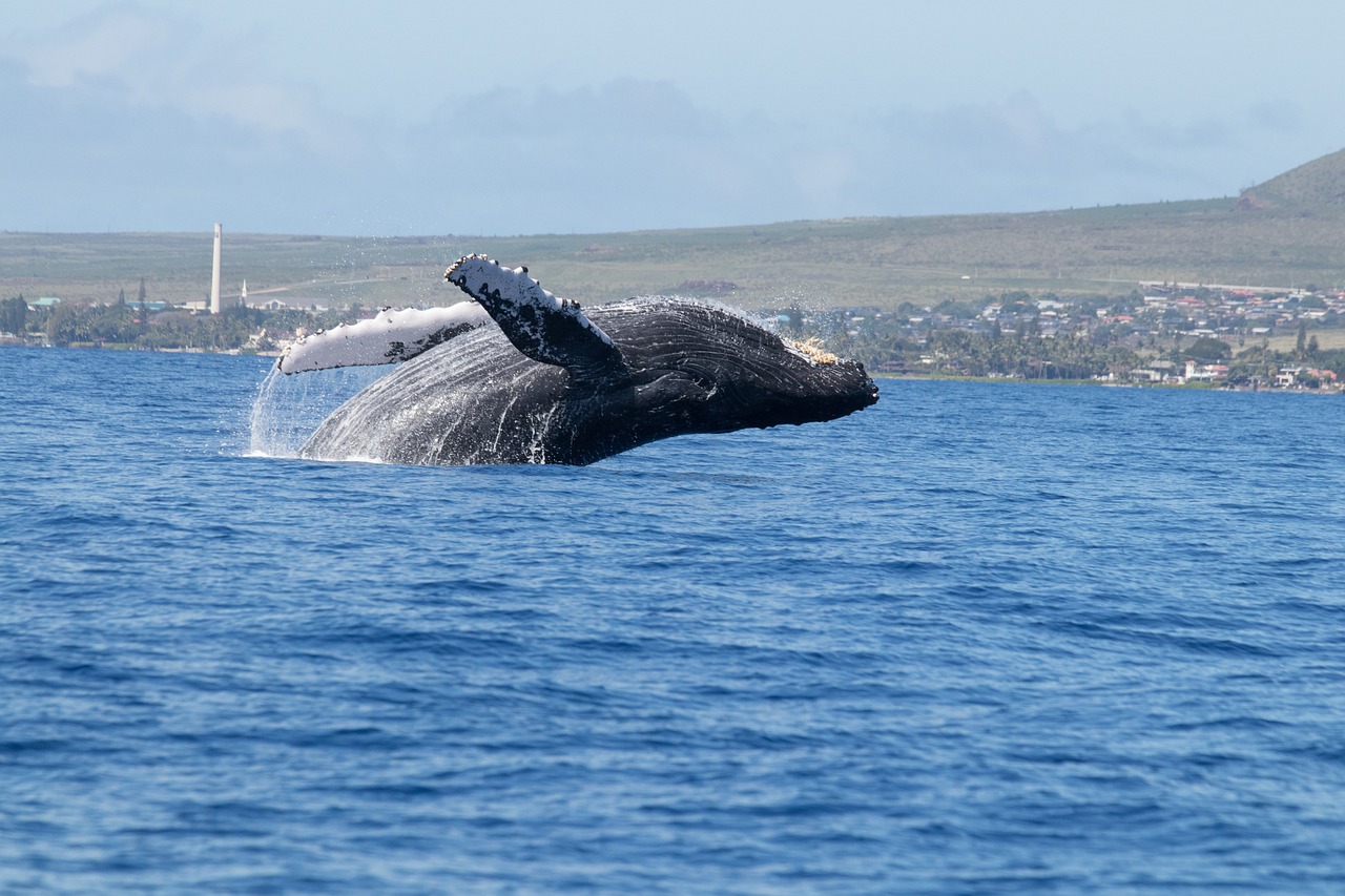whales, humpback, maui